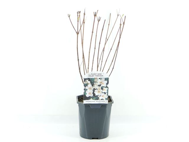 Picture of Philadelphus belle etoile