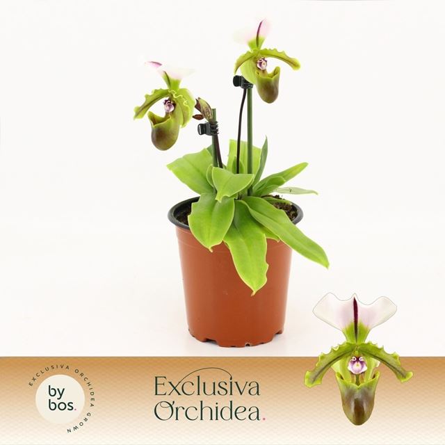Picture of Paphiopedilum 02-stem milano
