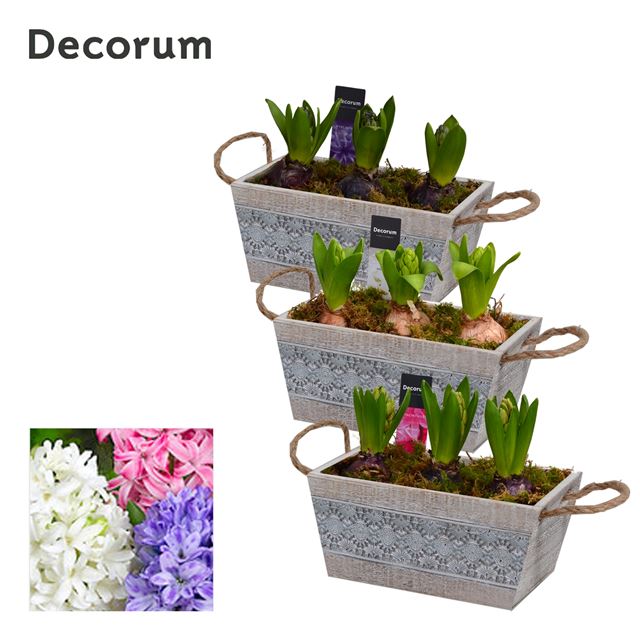 Picture of HYACINTHUS 03BULBS WOODEN WINDOWBOX