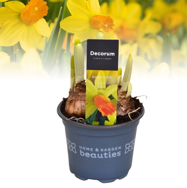 Picture of Narcissus jetfire