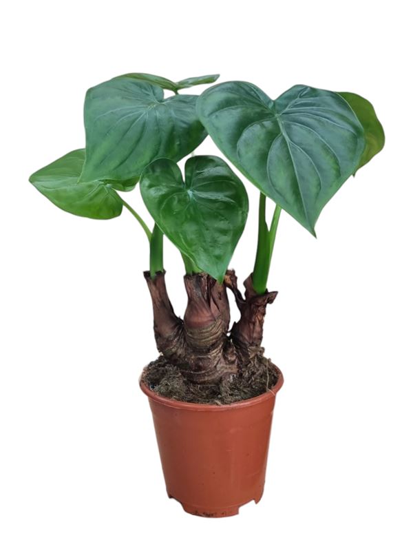 Picture of ALOCASIA MULTITRUNK GREEN 