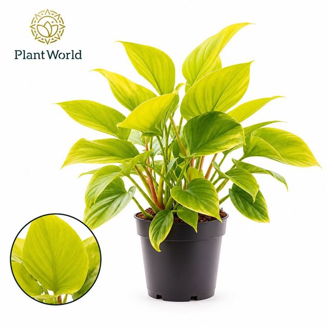 Picture of Homalomena lemon lime