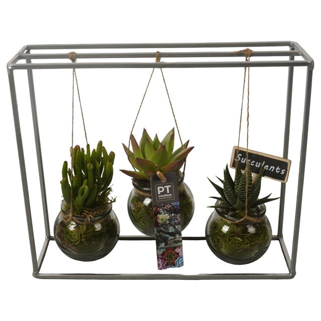 Picture of SUCCULENT ARRANGEMENT 03PP ON FRAME