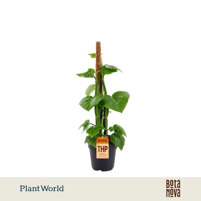Picture of Cissus quadran moss pole