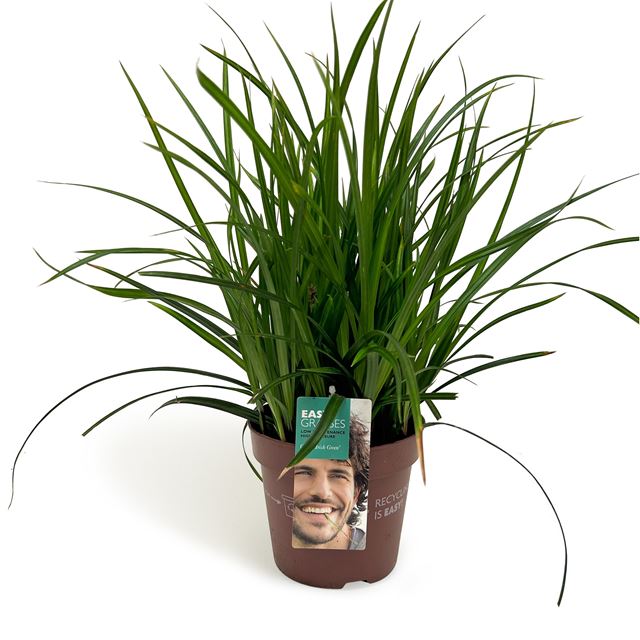 Picture of Carex morrowii irish green