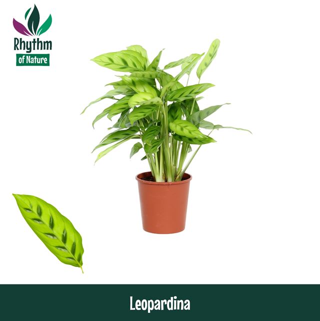 Picture of CALATHEA LEOPARDINA