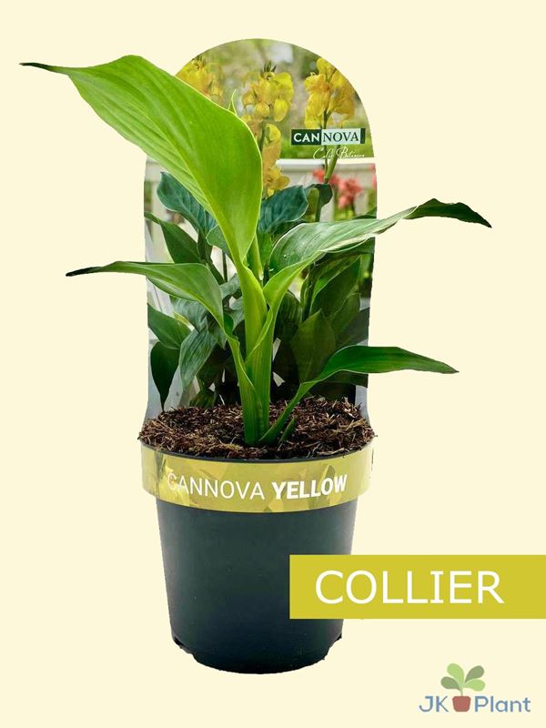 Picture of CANNA GENERALIS CANNOVA YELLOW