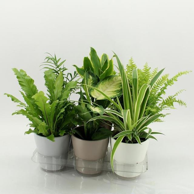 Picture of HOUSEPLANT MIX IN CERAMIC