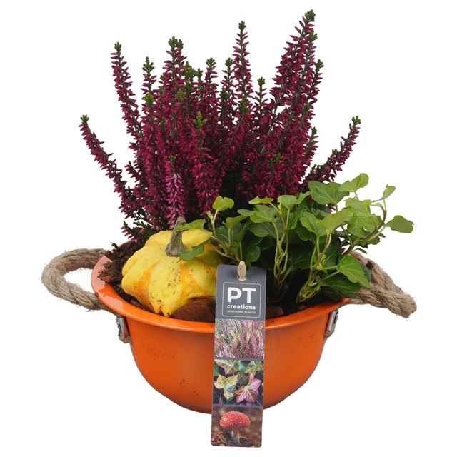 Picture of AUTUMN ARRANGEMENT OUTDOOR IN ZINC