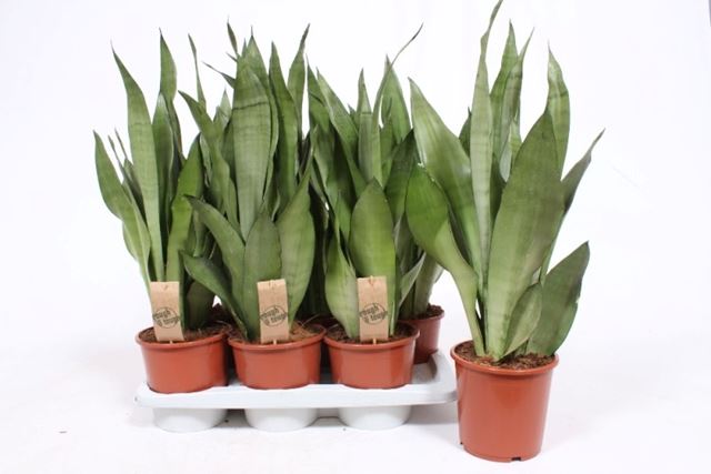 Picture of SANSEVIERIA TRIFASCIATA MOONSHINE