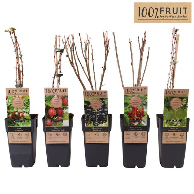 Picture of Ribes mix