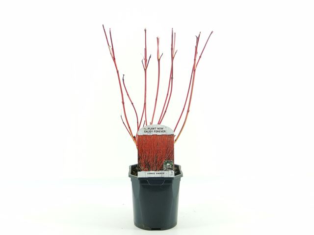 Picture of Cornus alba sibirica