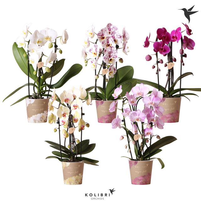 Picture of PHALAENOPSIS 03-STEM NIAGARA FALL MIX