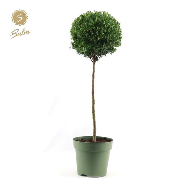 Picture of Ilex crenata jenny bal on stem