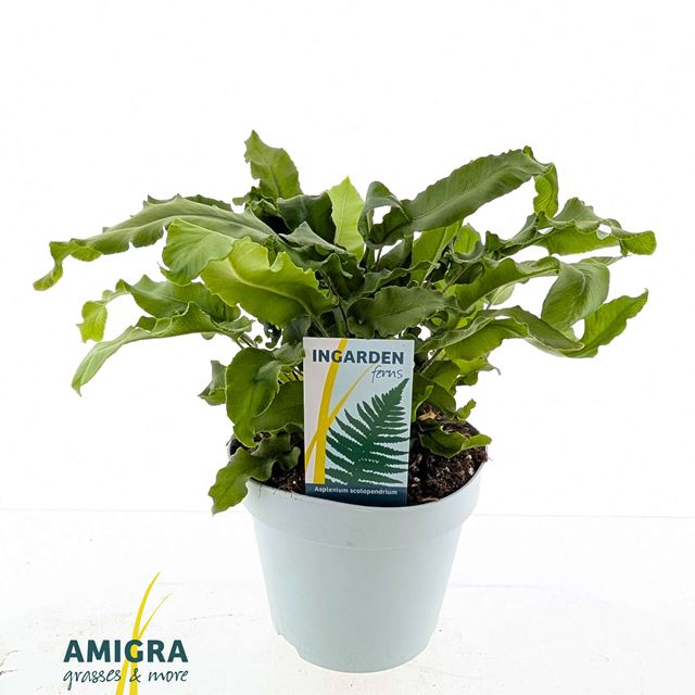 Picture of Asplenium scolopendrium