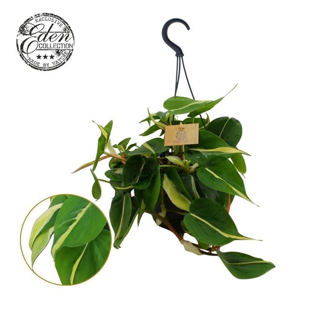 Picture of Philodendron scandens silver stripe