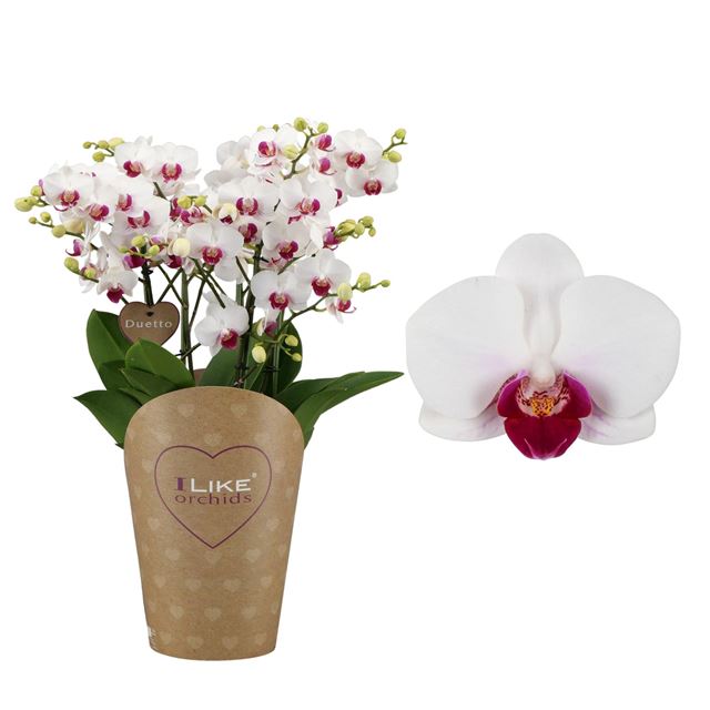 Picture of PHALAENOPSIS DUETTO MULTI SAFE HAVEN