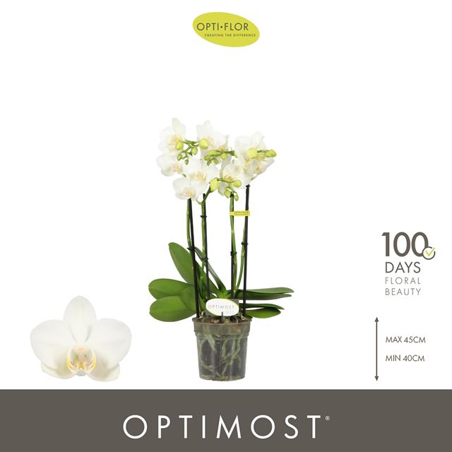 Picture of Phalaenopsis 04-stem optimost amabilis starrion