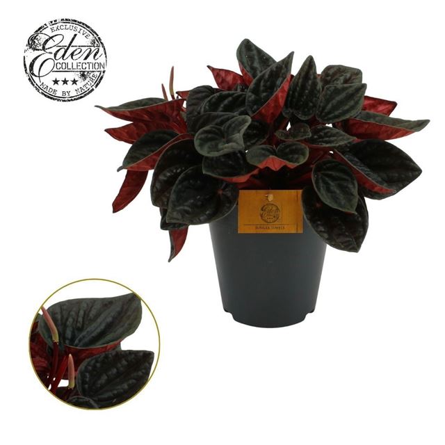 Picture of Peperomia rojo grande