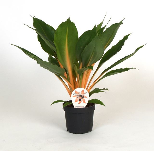 Picture of Chlorophytum orchidastrum green orange