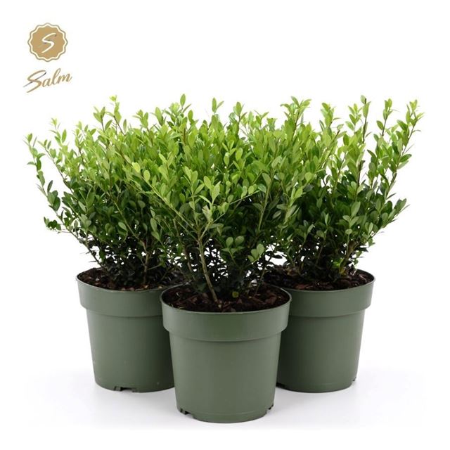 Picture of Ilex crenata bush