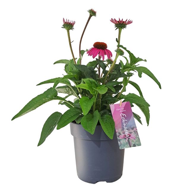 Picture of Echinacea mooodz courage