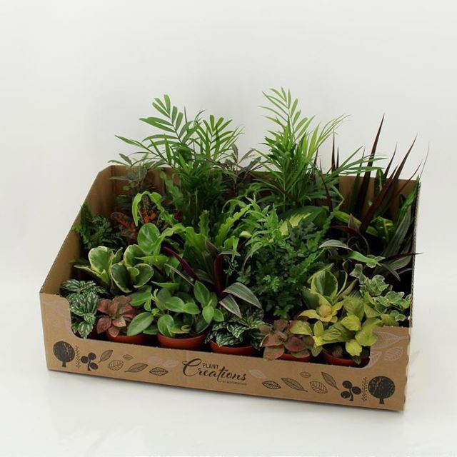 Picture of FOLIAGE MIX IN SHOWBOX