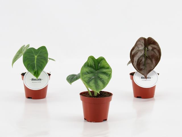 Picture of ALOCASIA MIX