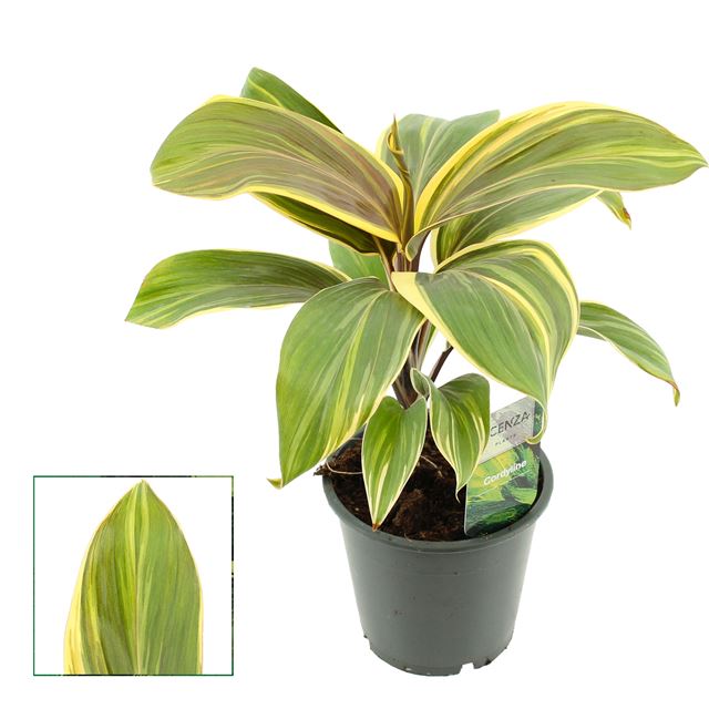 Picture of Cordyline fruticosa chocolate queen