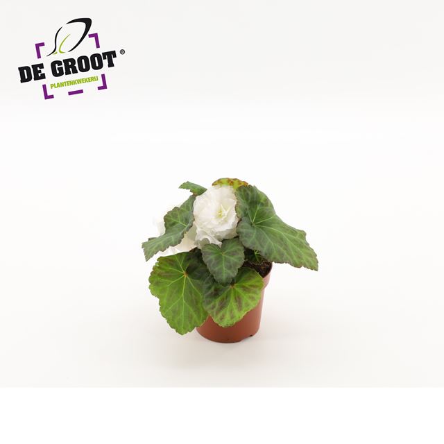 Picture of Begonia tuberosa non stop white