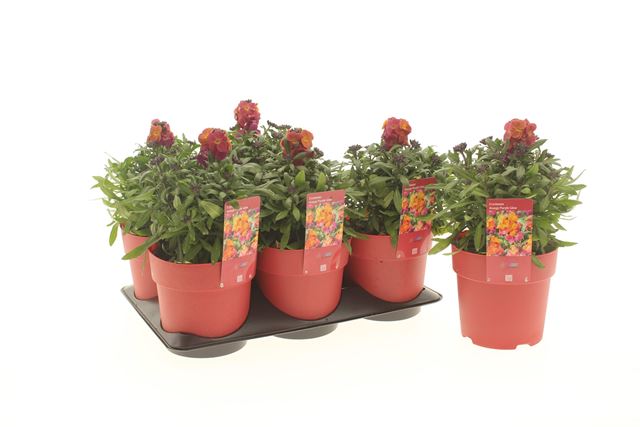 Picture of Erysimum orange purple glow