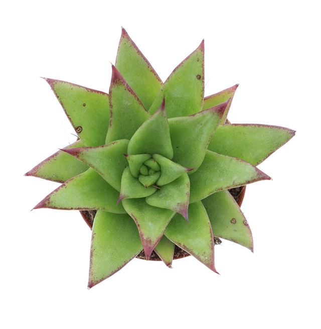 Picture of Echeveria agavoides ebony
