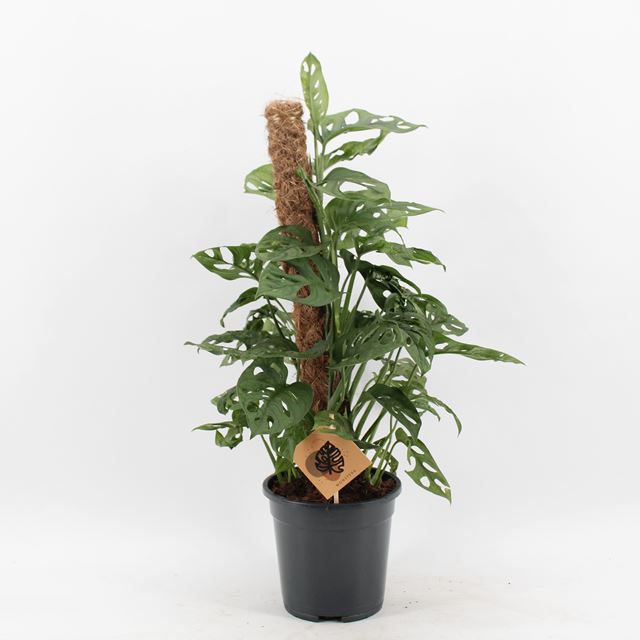 Picture of MONSTERA OBLIQUA MONKEY LEAF