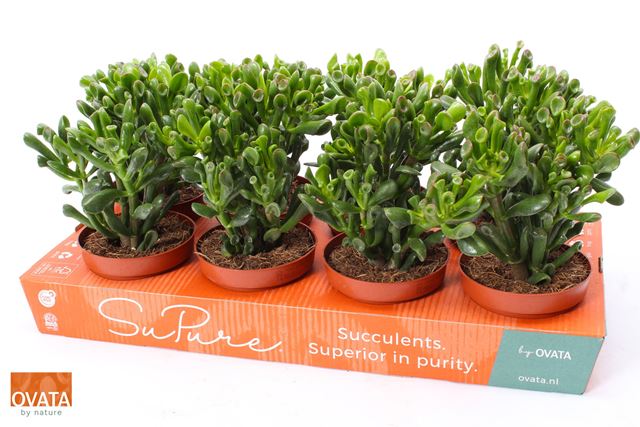 Picture of Crassula trompet