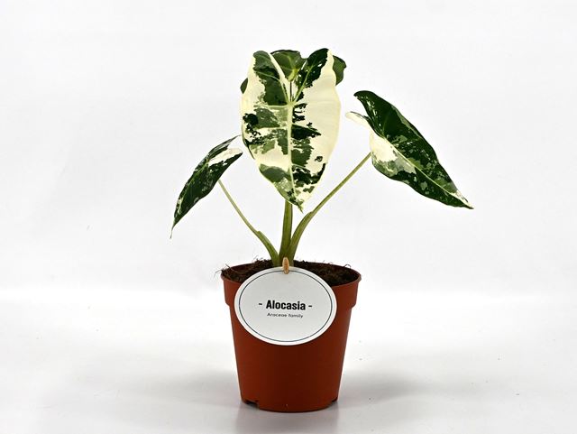 Picture of Alocasia frydek variegata