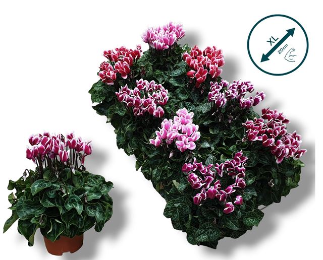 Picture of CYCLAMEN XL FUJI MIX