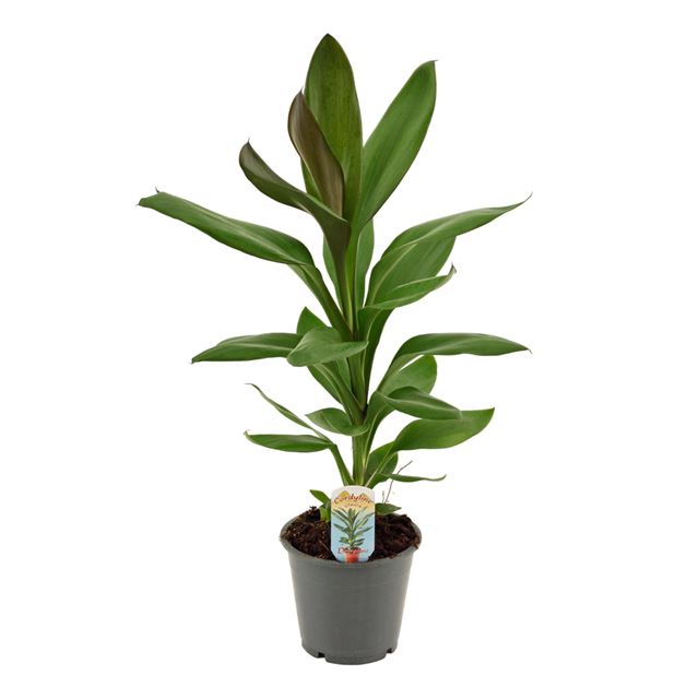 Picture of CORDYLINE FRUTICOSA GLAUCA