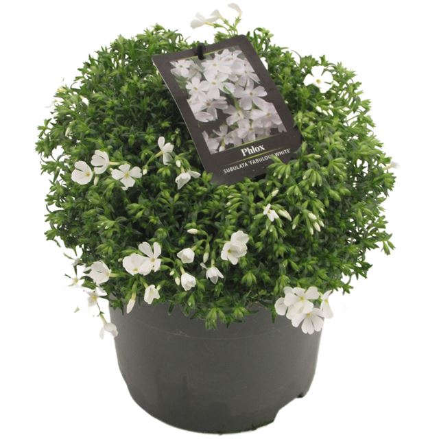 Picture of Phlox subulata fabulous white