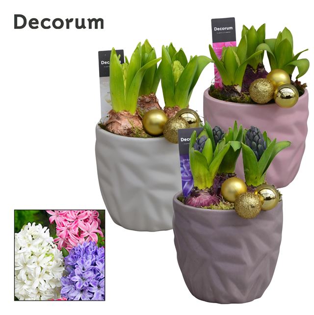 Picture of HYACINTHUS 03BULBS NATURAL COLOUR CERAMIC