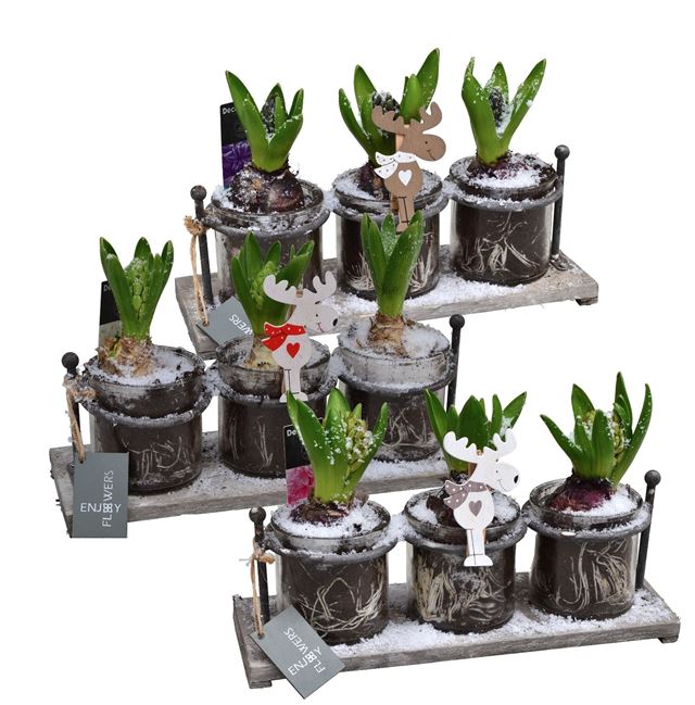 Picture of HYACINTHUS 03BULBS - SET OF 3 IN GLASS