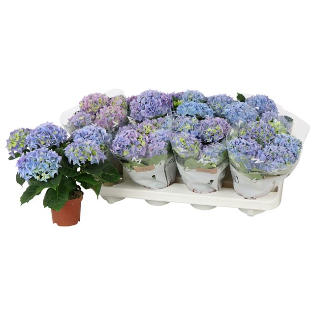 Picture of HYDRANGEA MACROPHYLLA 03+FL BLUE