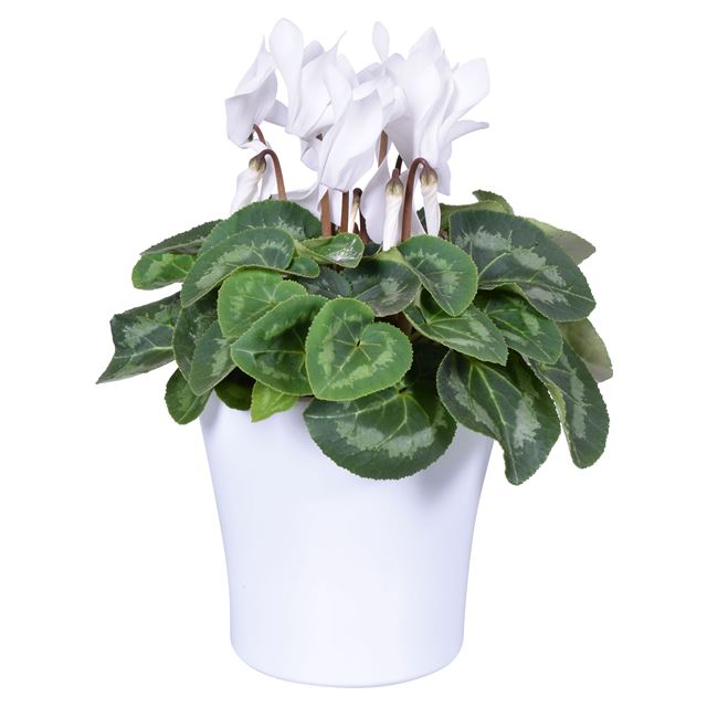 Picture of Cyclamen white in white ceramic