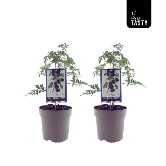 Picture of Rubus thornless evergreen