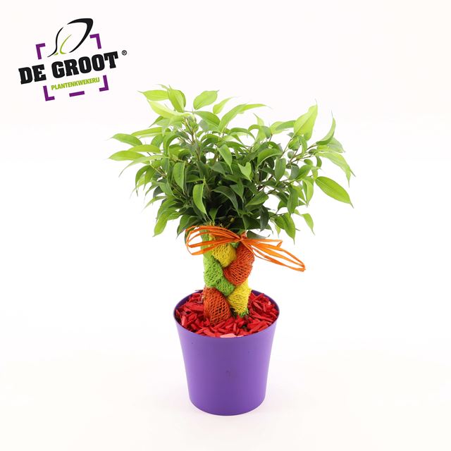 Picture of Ficus benjamina crazy tree summertwist