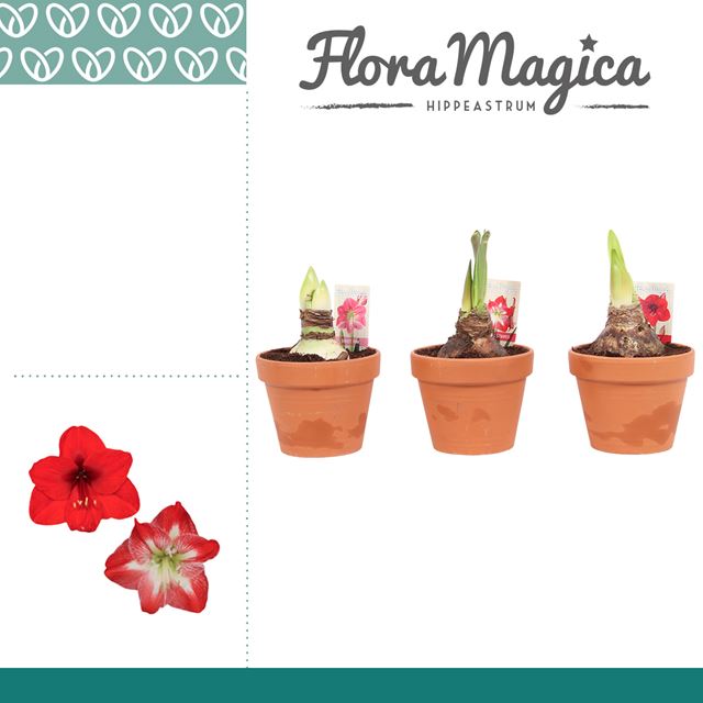 Picture of HIPPEASTRUM 02-FL MIX IN TERRACOTTA POT