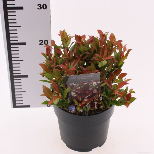 Picture of Leucothoe axillaris zeblid