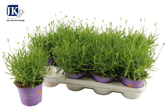 Picture of Lavandula angustifolia essence purple