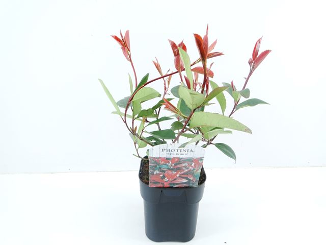 Picture of PHOTINIA FRASERI RED ROBIN