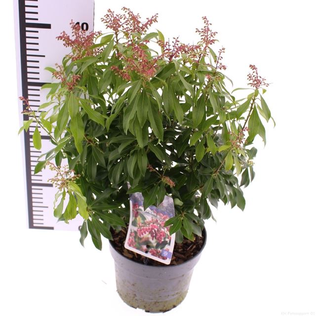 Picture of Pieris japonica passion