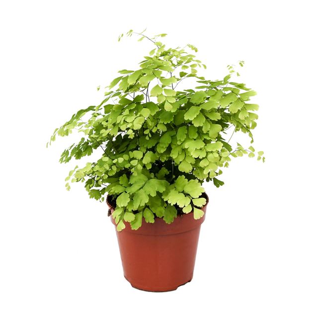 Picture of ADIANTUM RADDIANUM FRAGRANS